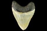 Fossil Megalodon Tooth - North Carolina #124680-2